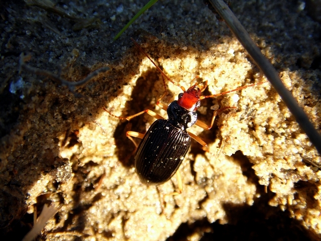 Aiuto ID : Nebria picicornis